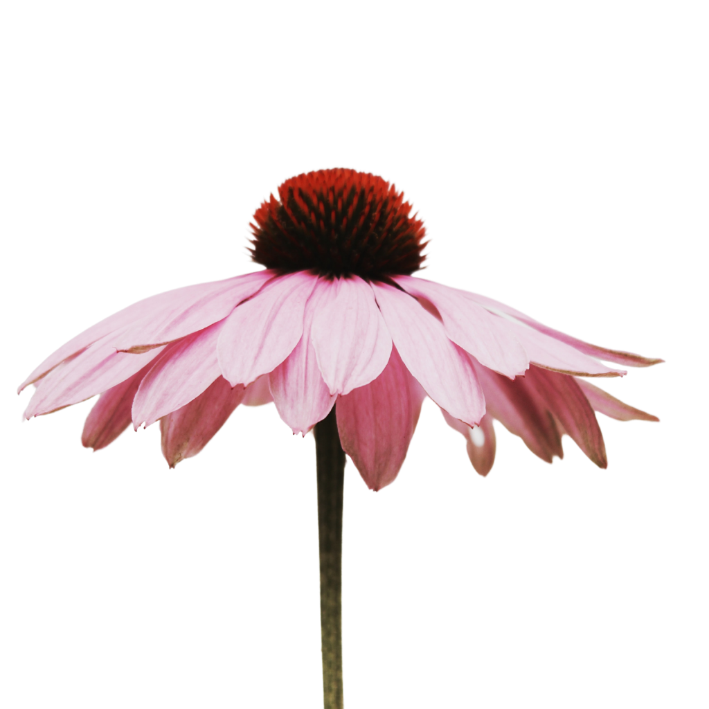 Langstielige Blume mit rosa Blütenblättern.